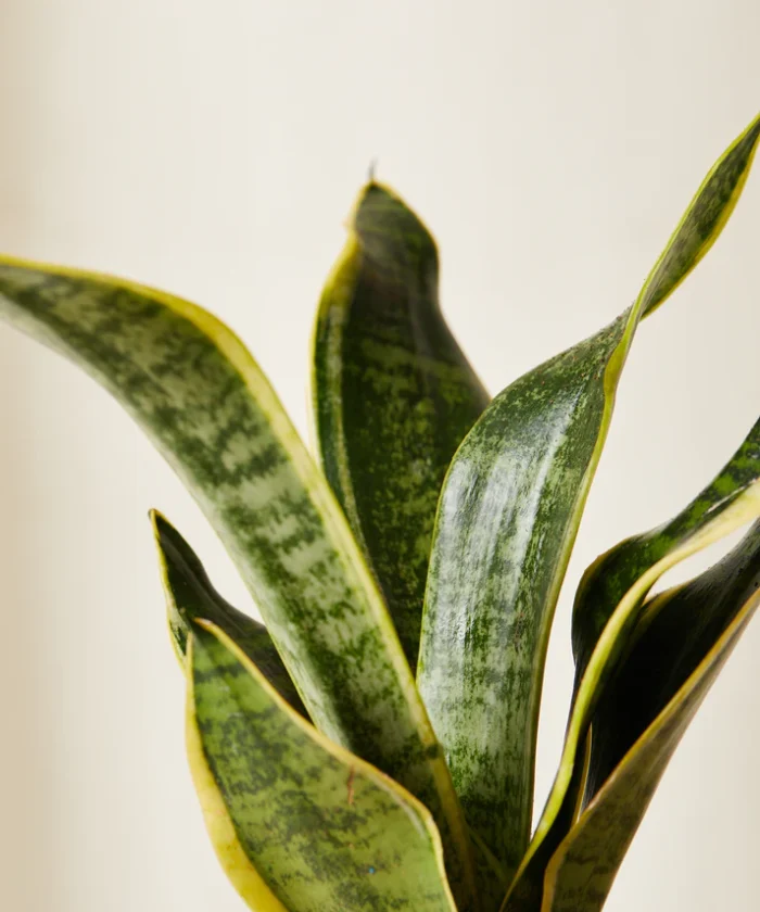 Snake Plant - Imagen 4