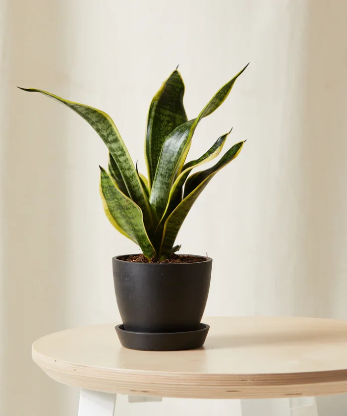 Snake Plant - Imagen 5