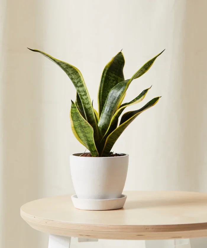 Snake Plant - Imagen 7