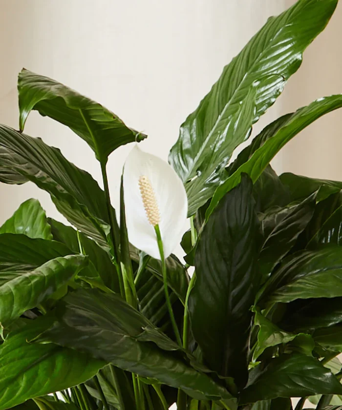 Peace Lily - Imagen 2