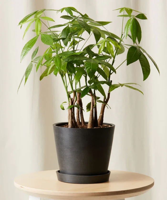 Money Tree Forest - Imagen 3