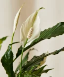 Peace Lily