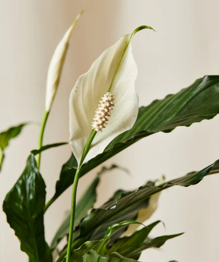 Peace Lily - Imagen 3