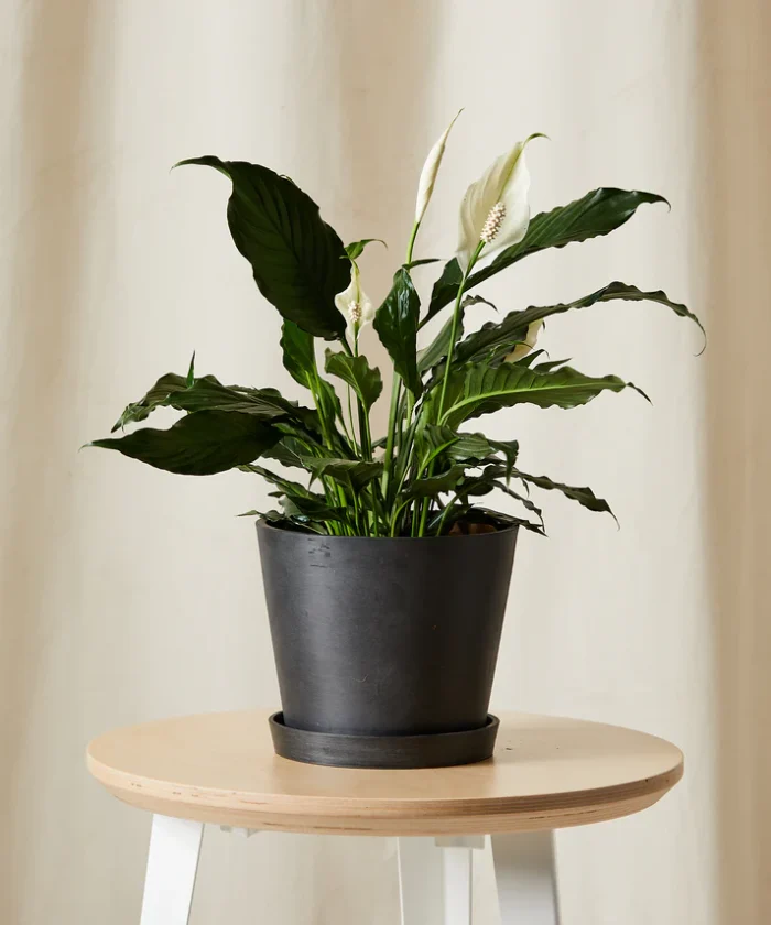 Peace Lily - Imagen 4