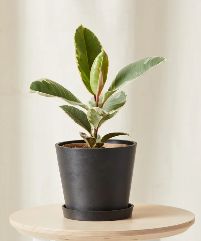 Ficus Tineke - Imagen 3