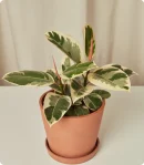 Ficus Tineke