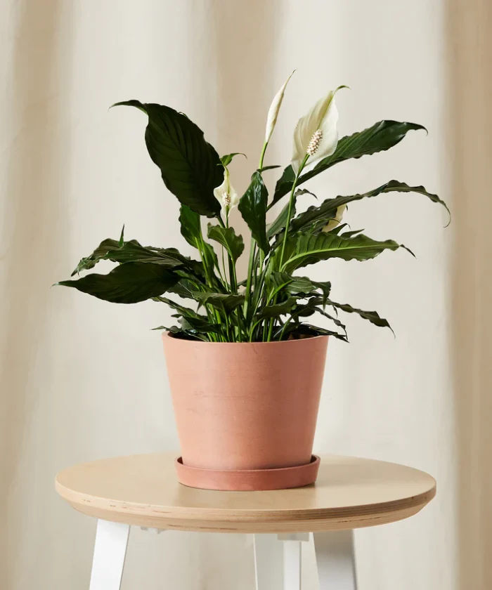 Peace Lily - Imagen 5