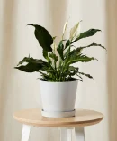 Peace Lily