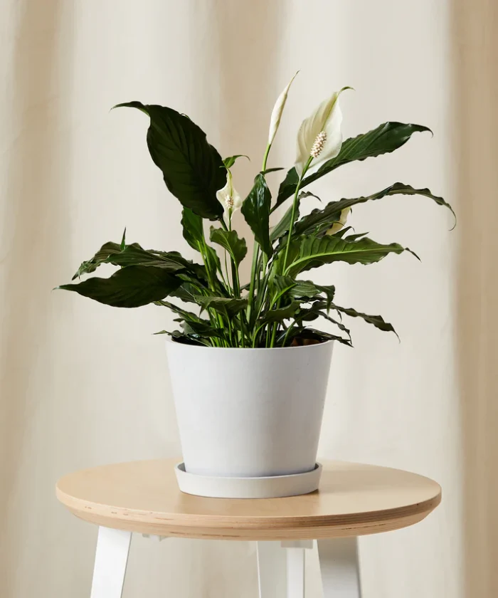 Peace Lily - Imagen 6