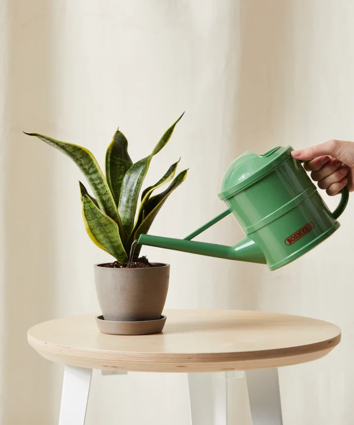 Snake Plant - Imagen 2