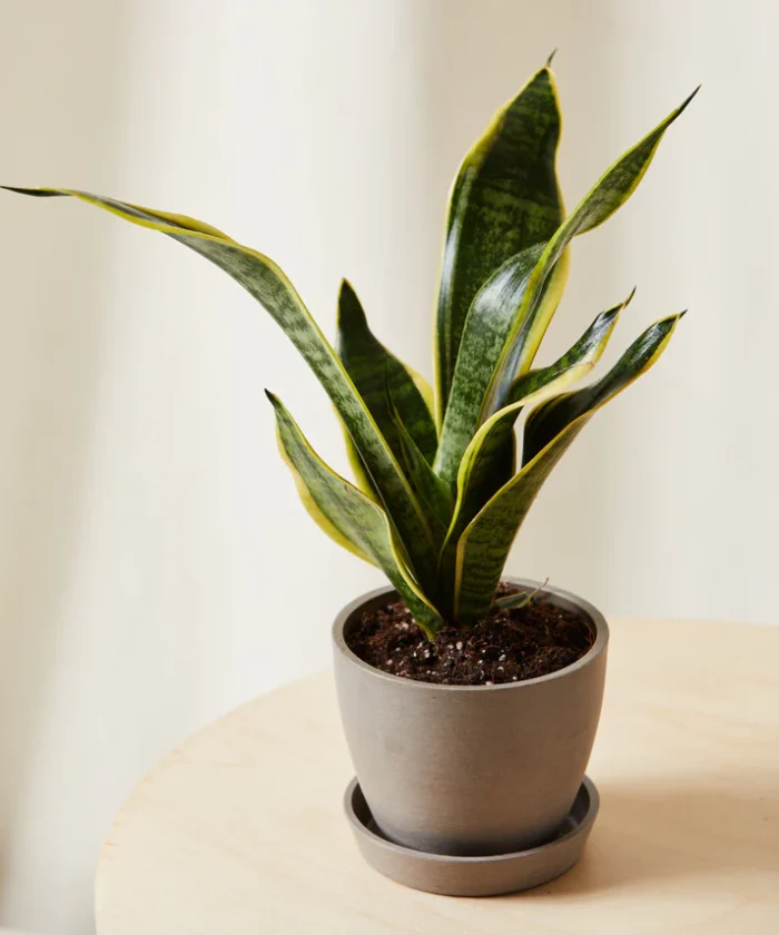 Snake Plant - Imagen 3